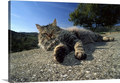 Italy, Sardinia, Mediterranean area, Nurra, Sassari district, Alghero, Domestic cat
