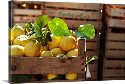Italy, Sicily, Agrigento district, Menfi, Crate of lemons
