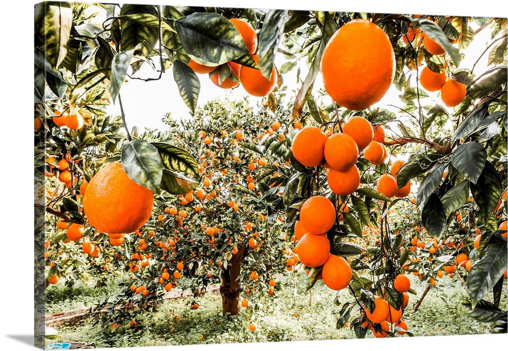 Italy, Sicily, Catania district, Paterno, Orange groves Tarocco, area of Ponte Barca near Paterno.