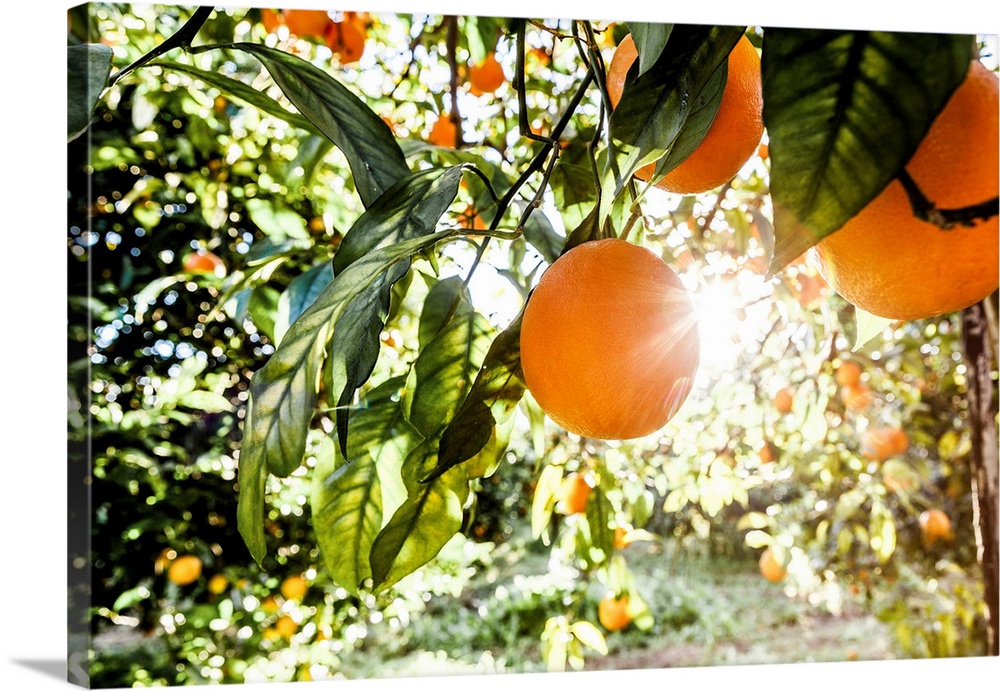 Italy, Sicily, Floridia, Tarocco oranges harvesting.