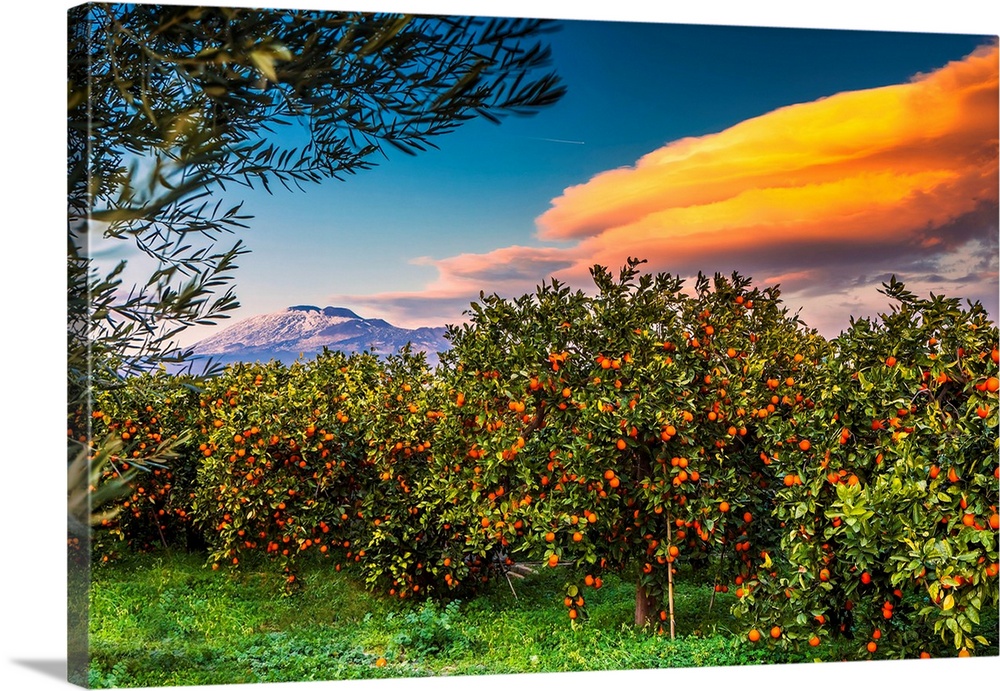Italy, Sicily, Catania district, Paterno, Orange groves, area of Ponte Barca near Paterno, Mount Etna in background.
