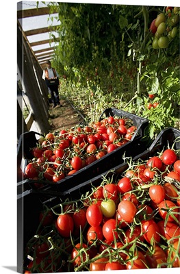 Italy, Sicily, Pachino, Siracusa district, Tomatoes