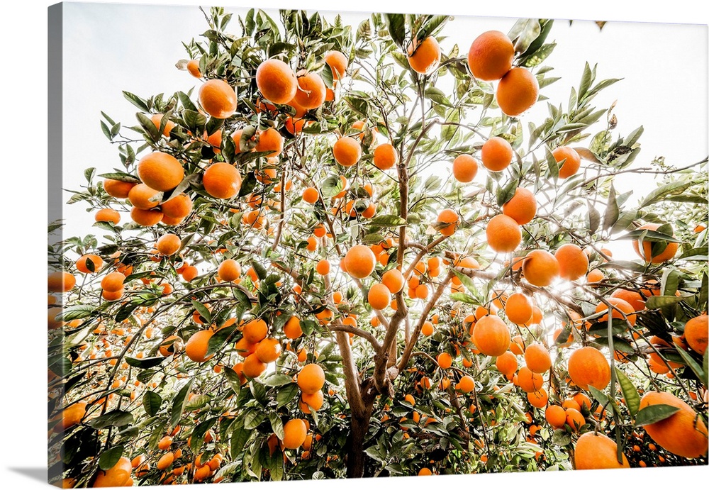 Italy, Sicily, Paterno, Orange groves Tarocco, area of Ponte Barca near Paterno.