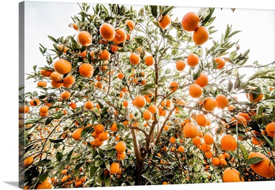 Italy, Sicily, Paterno, Orange Groves Tarocco, Area Of Ponte Barca Near Paterno