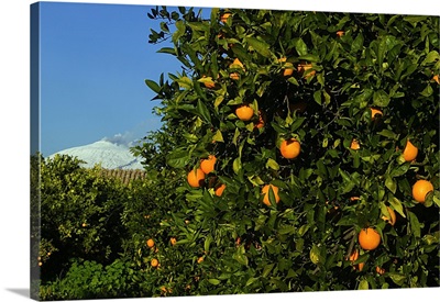 Italy, Sicily, Piana di Catania, Orange tree and Mount Etna in background