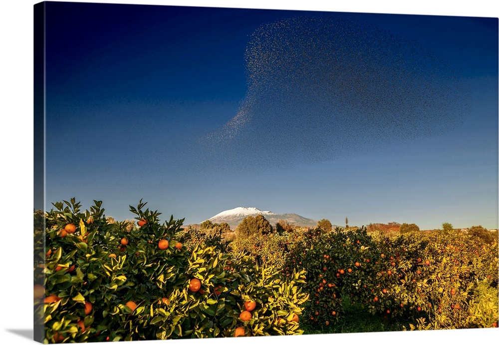 Italy, Sicily, Catania district, Paterno, Orange groves, area of Ponte Barca near Paterno, Mount Etna and flock of starlin...