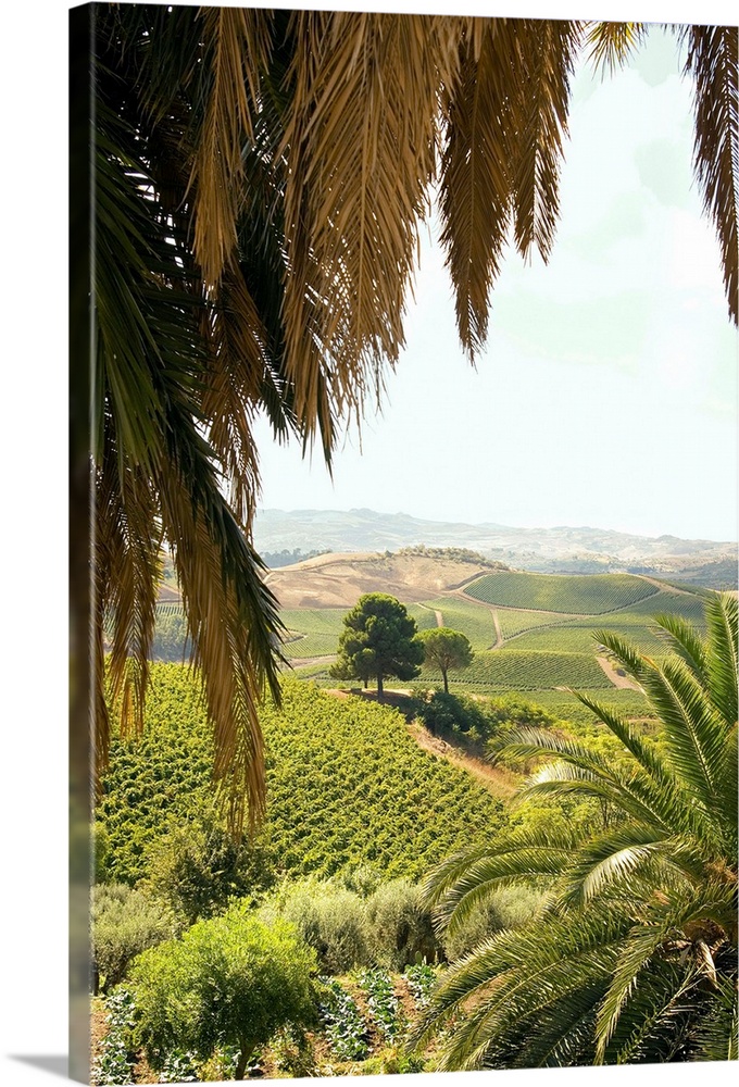 Italy, Italia, Sicily, Sicilia, Sclafani Bagni town, Regaleali winery, vineyards