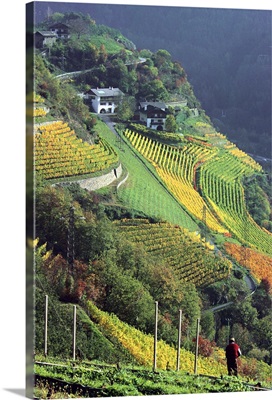 Italy, South Tyrol, Bolzano, Valle Isarco, vineyards near Chiusa village