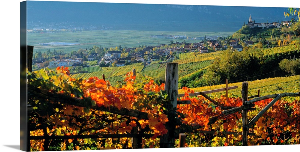 Italy, South Tyrol, Caldaro, Wine road, vineyards near Termeno (Tramin)