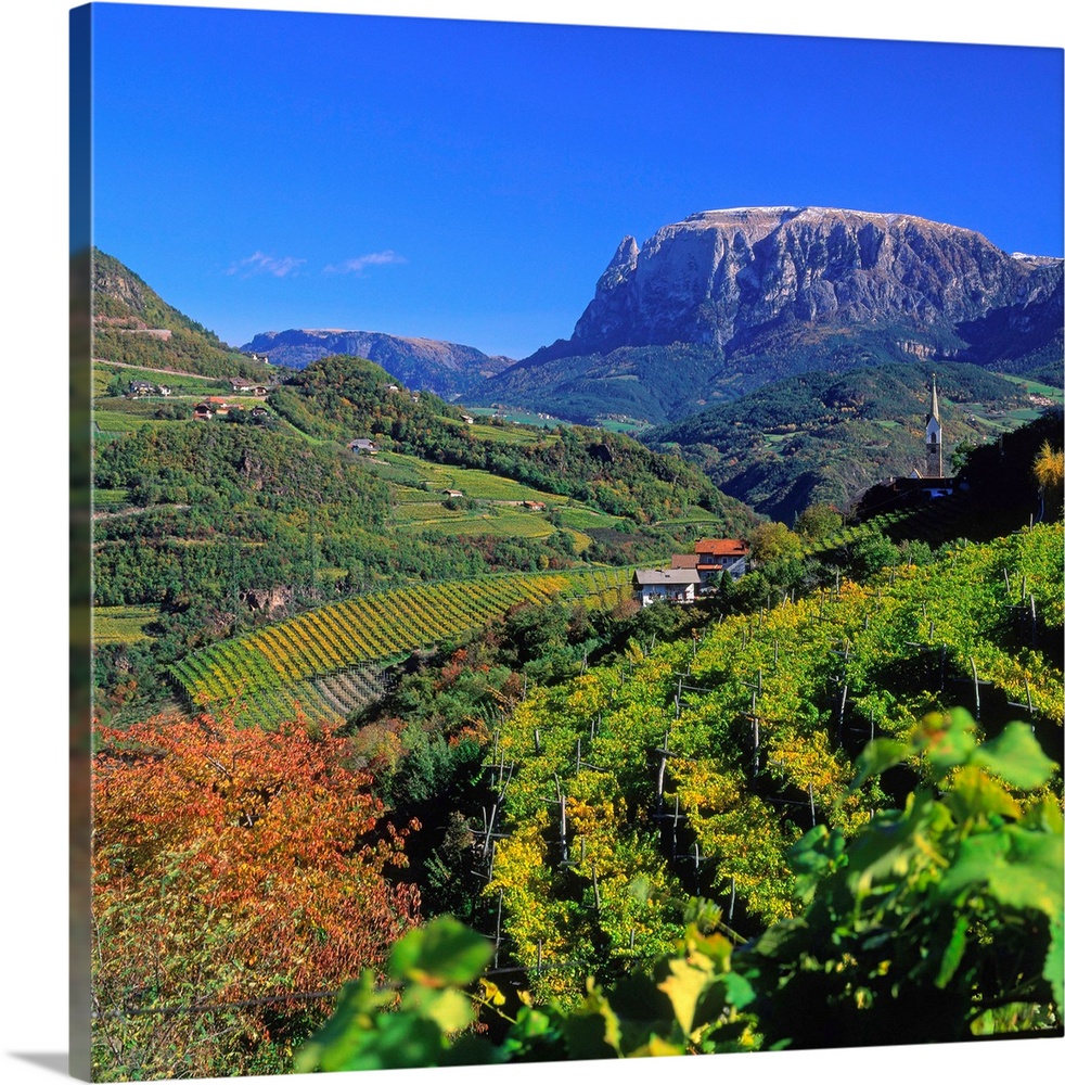 Italy, South Tyrol, Cornedo (Karneid), vineyards towards Sciliar (Schlern)
