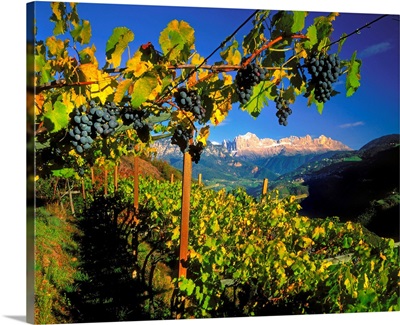 Italy, South Tyrol, Vineyards and view towards Catinaccio mountain (Rosengarten)