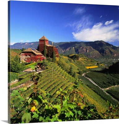 Italy, South Tyrol, wine-road, Warth castle and vineyard towards Bolzano