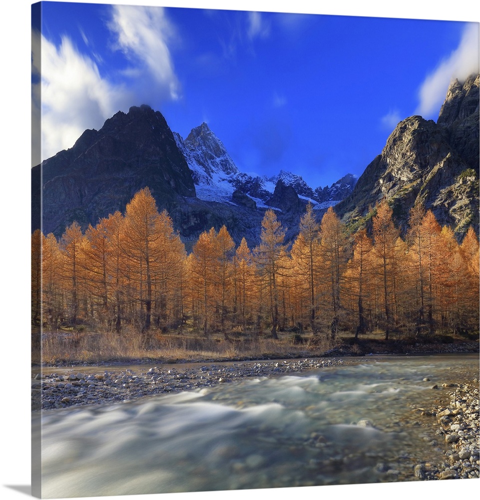 Italy, Aosta Valley, Courmayeur, Val Ferret, Alps, The Dora di Ferret torrent and autumn larches, in background the east f...