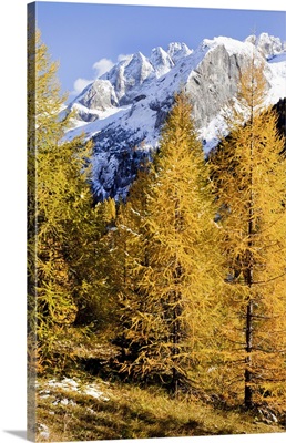 Italy, Trentino, Alps, Val di Fassa, Larch trees in autumn and Marmolada mountain