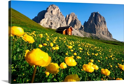 Italy, Trentino-Alto Adige, buttercup flowers towards Col Rodella and Rifugio Pertini