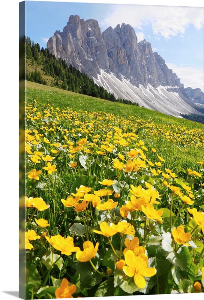 Italy, Trentino-Alto Adige, Caltha palustris flowers and the Odle range