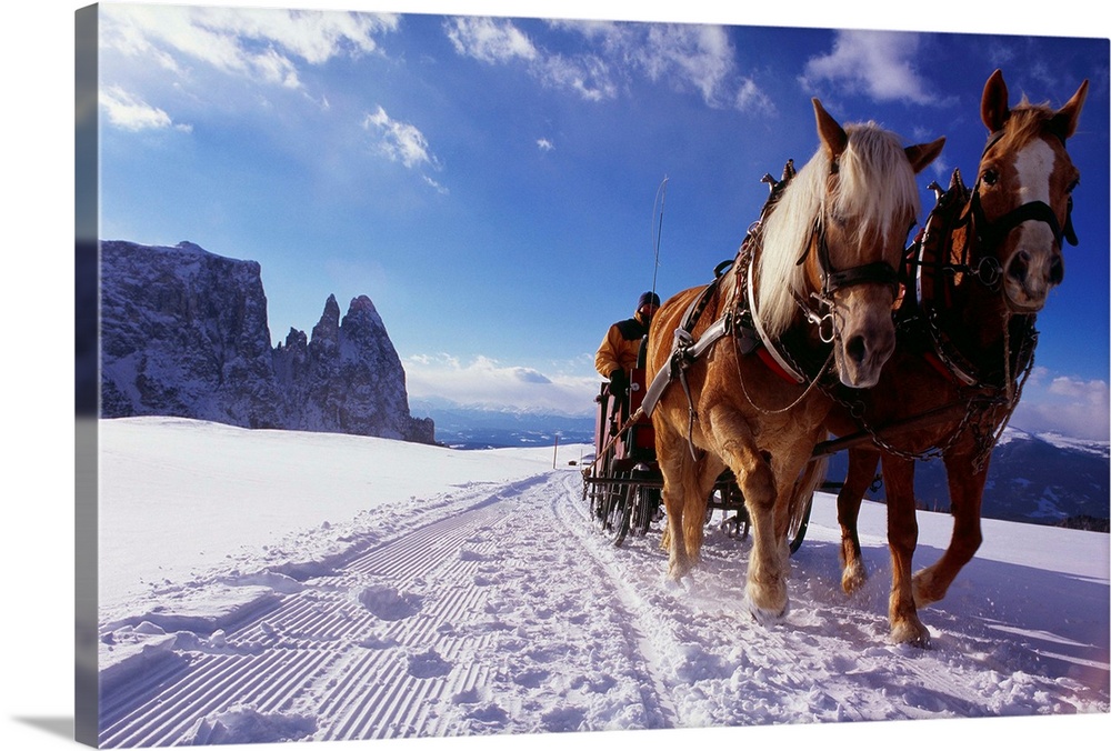 Italy, Italia, Trentino-Alto Adige, South Tyrol, Alpe di Siusi (Seiser Alm), horse sledge
