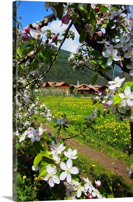 Italy, Trentino-Alto Adige, Trentino, Golden Delicious fruit garden