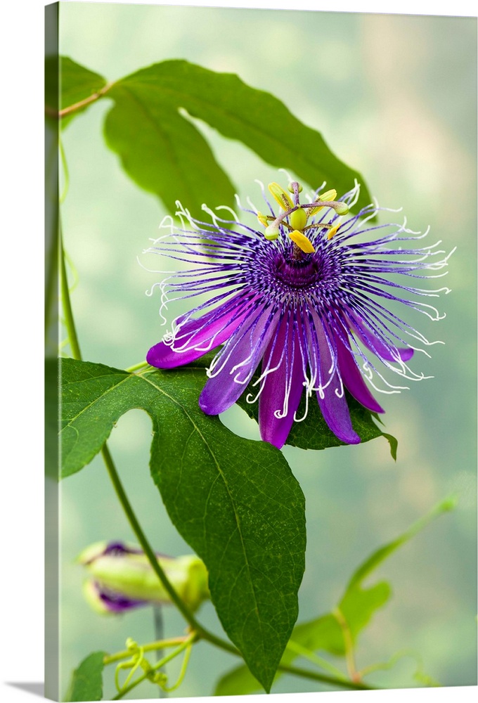 Italy, Lombardy, Cremona district, Trigolo, Passionflower.