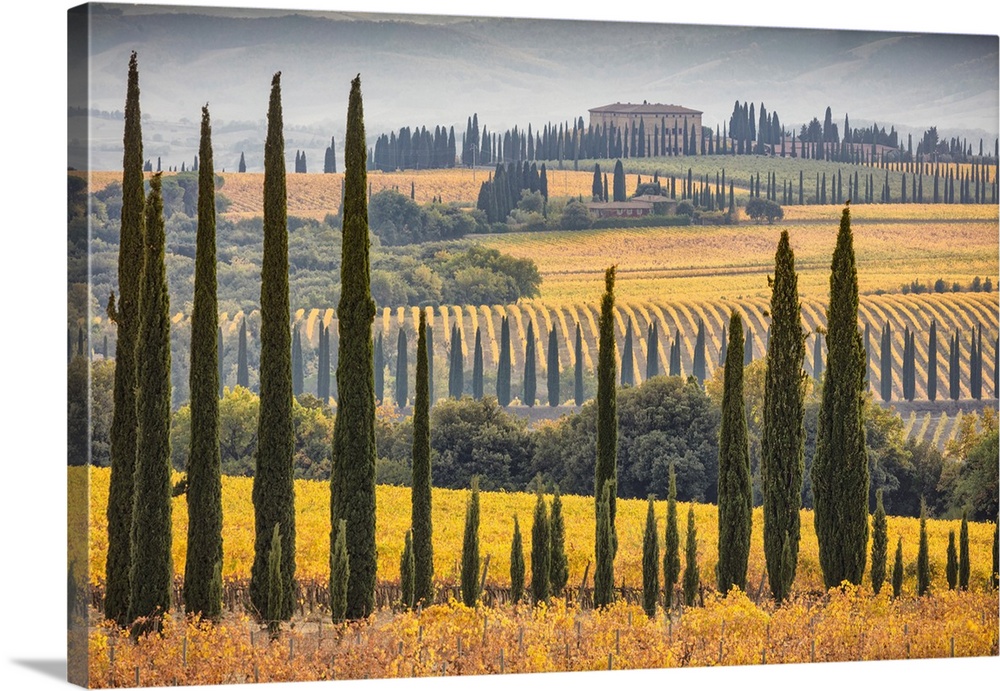 Italy, Tuscany, Brunello wine road, Siena district, Orcia Valley, Montalcino, Landscape with Sangiovese vineyards and in t...
