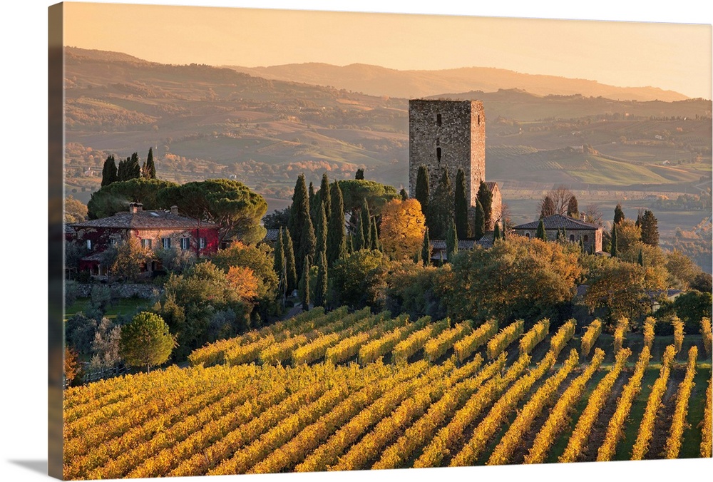 Italy, Tuscany, Mediterranean area, Brunello wine road, Siena district, Orcia Valley, Sangiovese vineyards