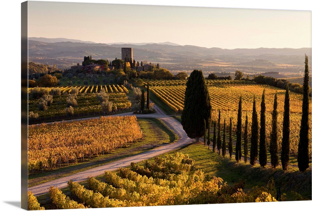Italy, Tuscany, Mediterranean area, Brunello wine road, Siena district, Orcia Valley, Sangiovese vineyards near Montalcino