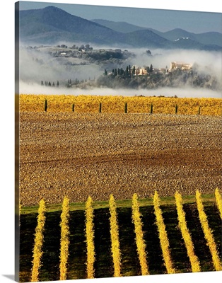 Italy, Tuscany, Brunello wine road, Orcia Valley, Sangiovese vineyards near Montalcino
