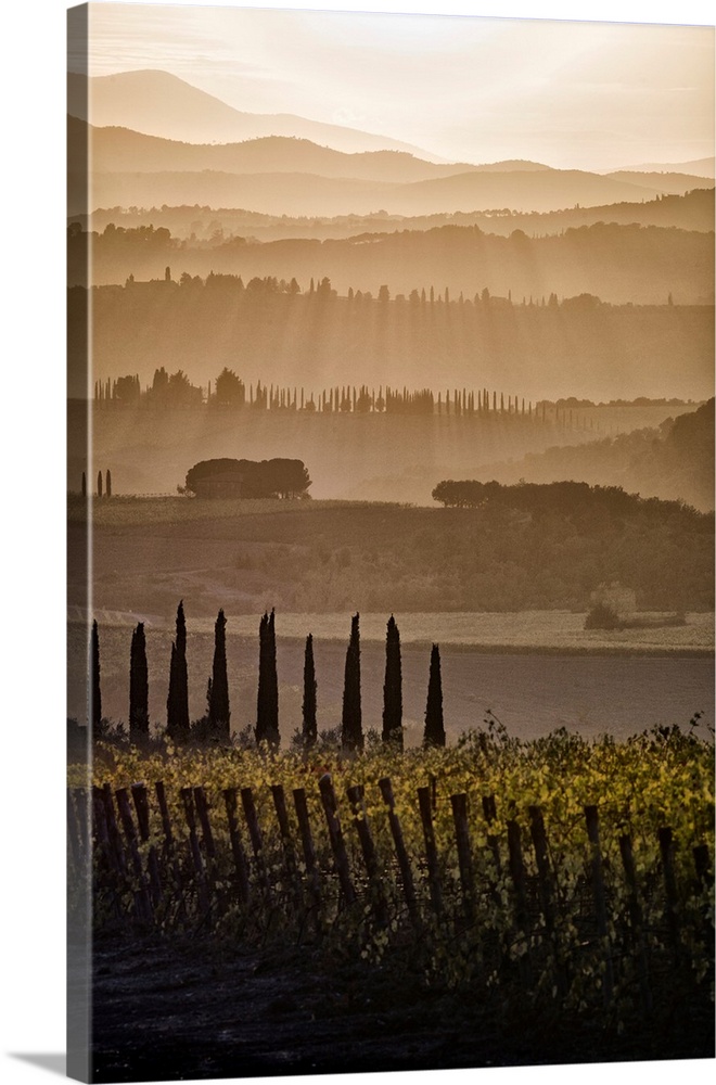 Italy, Tuscany, Brunello wine road, Siena district, Orcia Valley, Montalcino, Landscape with vineyards.