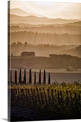 Italy, Tuscany, Brunello Wine Road, Siena District, Orcia Valley, Montalcino