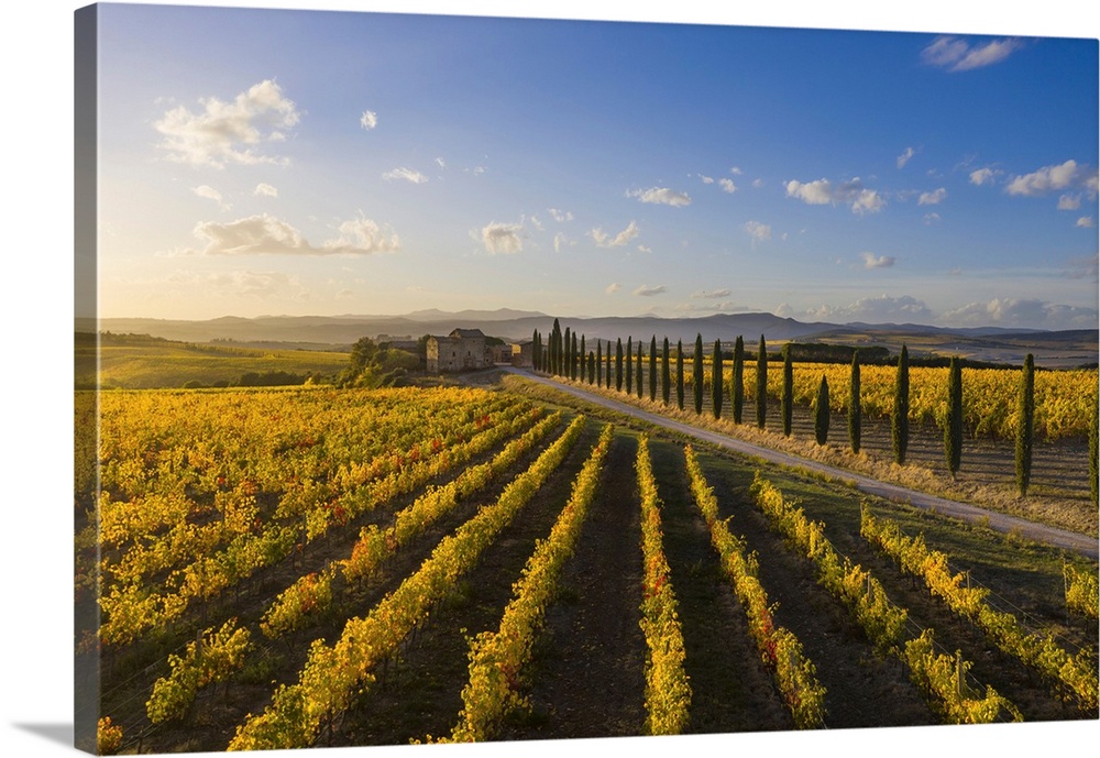 Italy, Tuscany, Brunello wine road, Siena district, Orcia Valley, Montalcino, Vineyards.