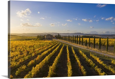 Italy, Tuscany, Brunello Wine Road, Siena District, Orcia Valley, Montalcino, Vineyards