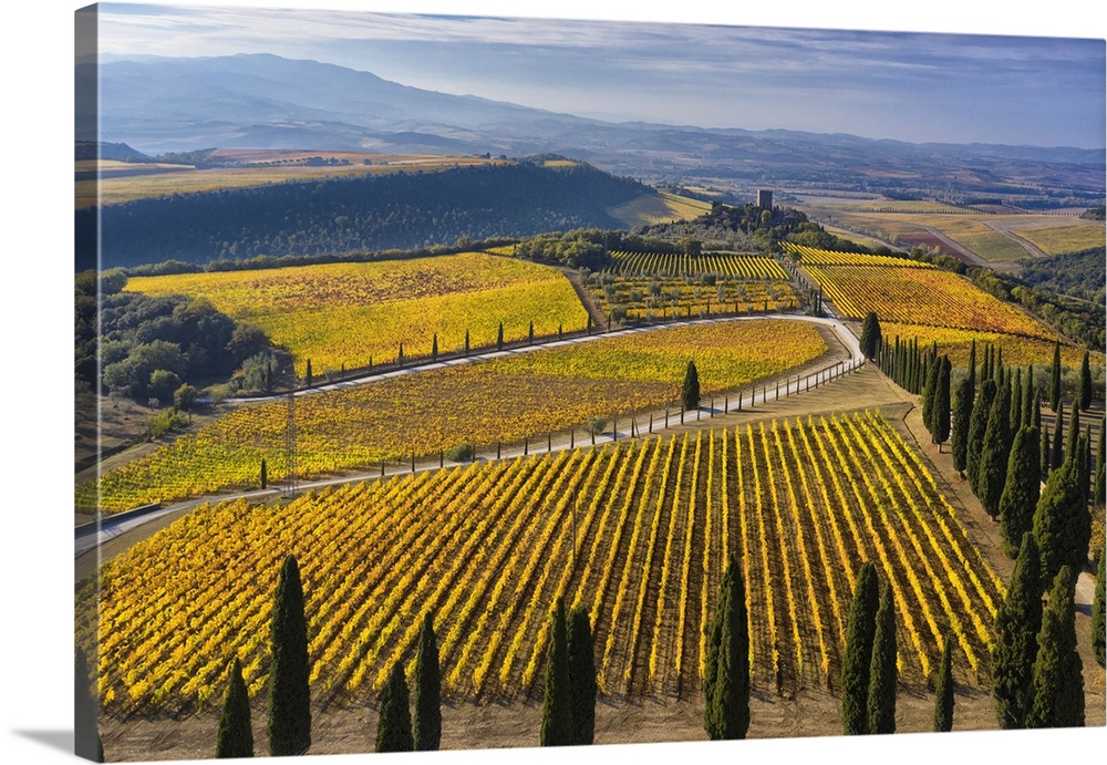 Italy, Tuscany, Brunello wine road, Siena district, Orcia Valley, Montalcino, Vineyards of the Podere di Argiano and the c...