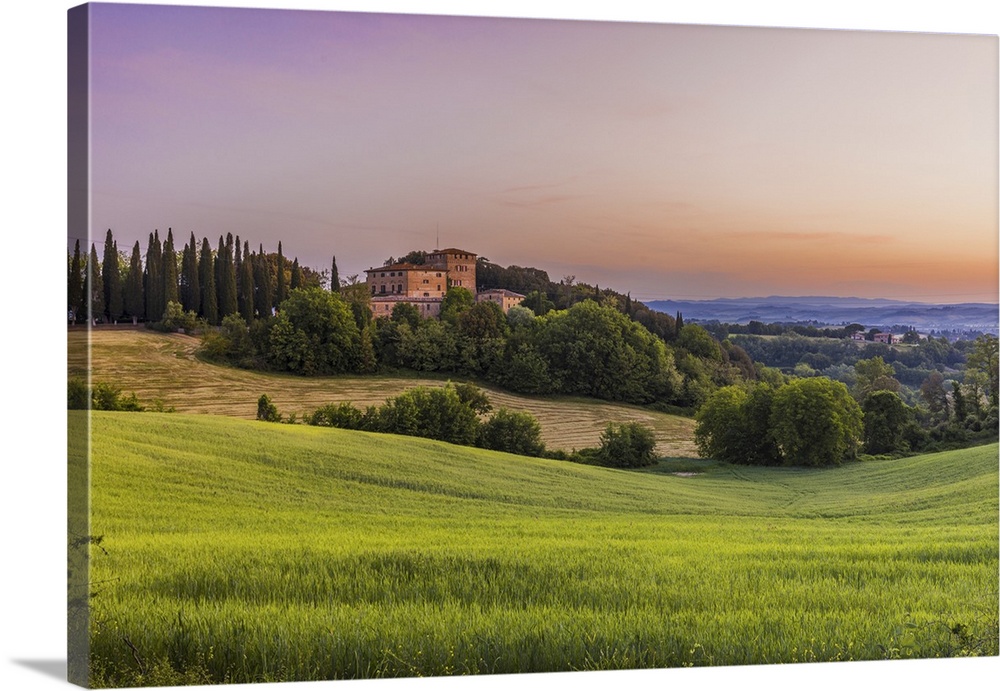 Italy, Tuscany, Siena district, Buonconvento, Wheat fields in Castelnuovo Tancredi locality, near Bibbiano.