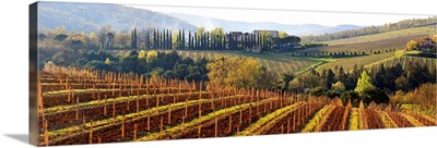 Italy, Tuscany, Chianti, Castellina in Chianti, Vineyards at sunset