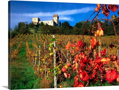 Italy, Tuscany, Chianti, Chianti vineyards