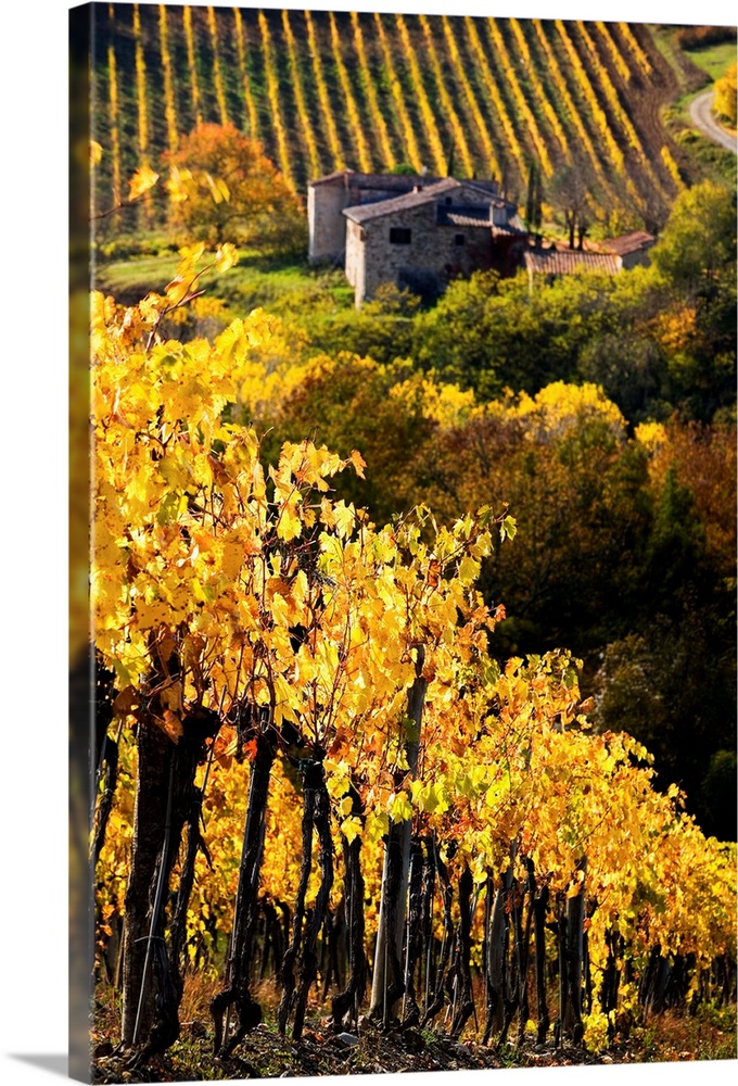 Italy, Tuscany, Chianti, Greve in Chianti, vineyards