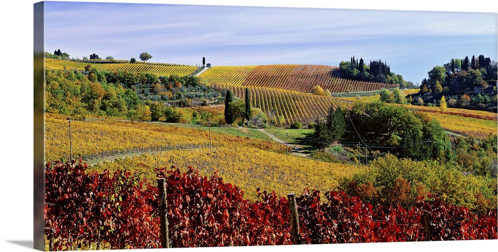 Italy, Tuscany, Chianti, Vineyards.