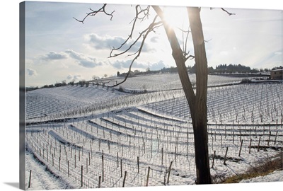 Italy, Tuscany, Chianti, Vineyards covered by snow