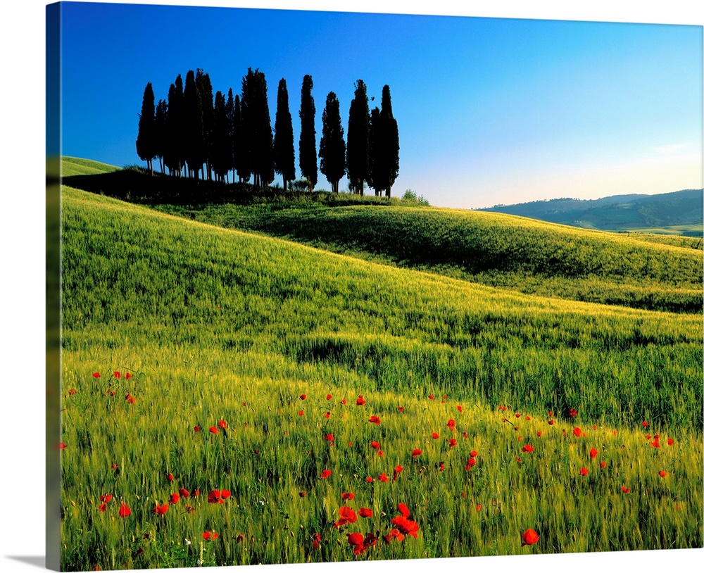 Italy, Tuscany, Cypress trees on typical landscape