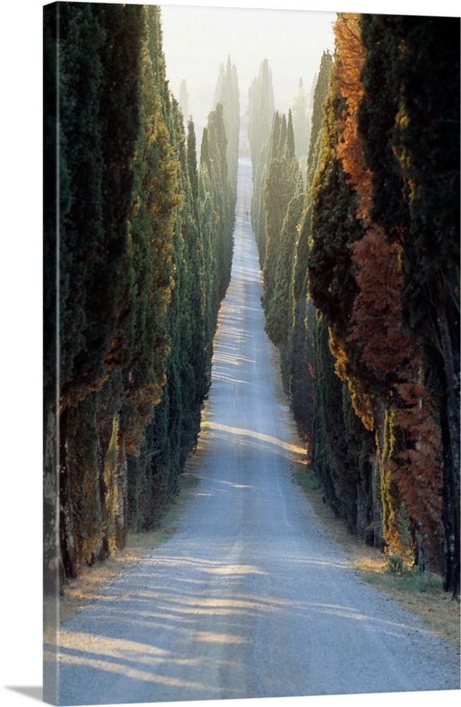 Italy, Tuscany, Cypresses along the road to Villa Arceno