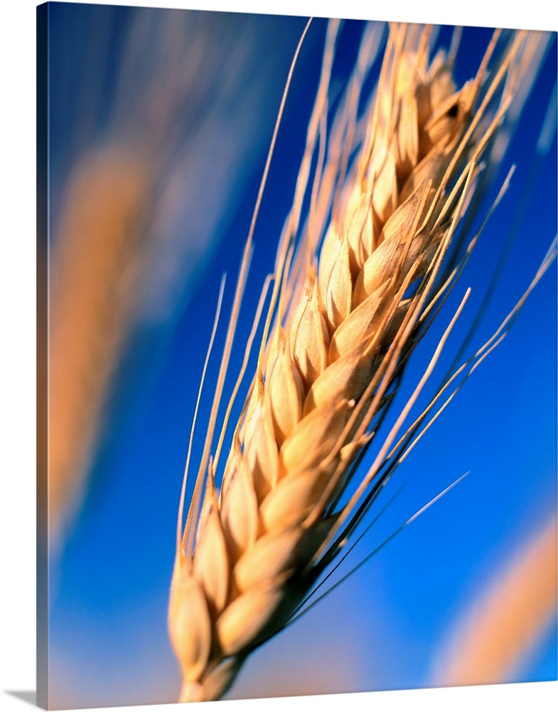 Italy, Tuscany, Ear of wheat