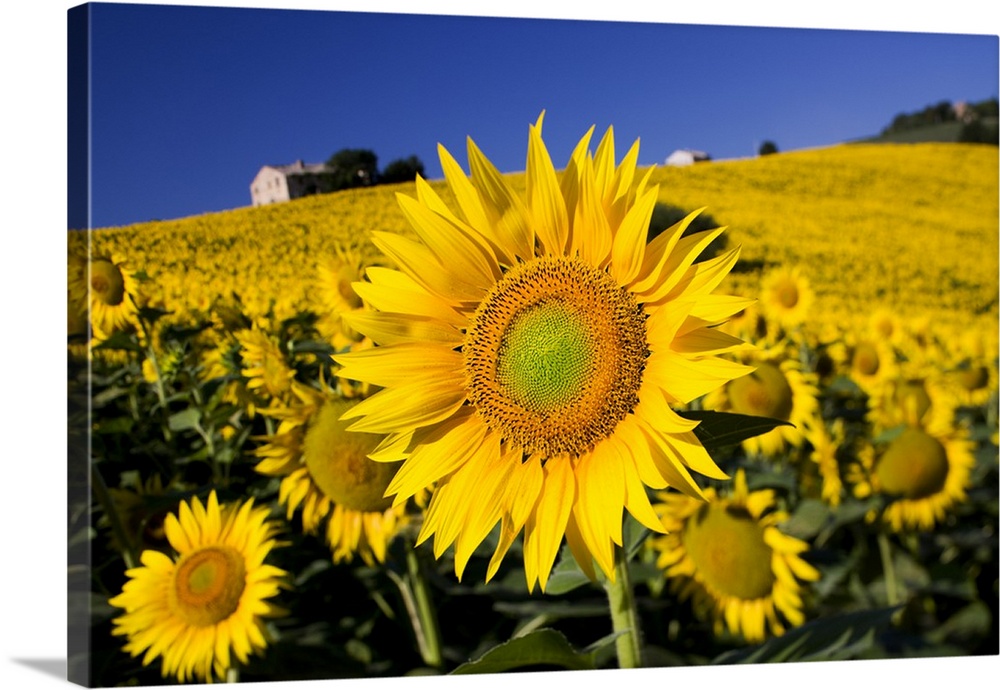 Italy, Tuscany, Mediterranean area, Landscape with sunflowers