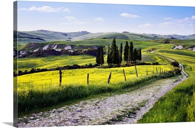 Italy, Tuscany, Mediterranean area, Siena district, Typical countryside