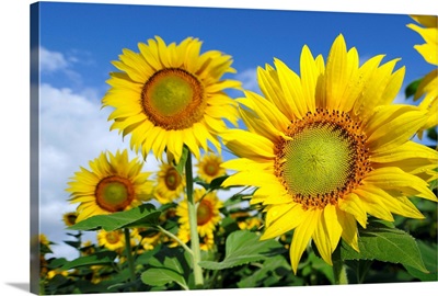 Italy, Tuscany, Mediterranean area, Sunflowers