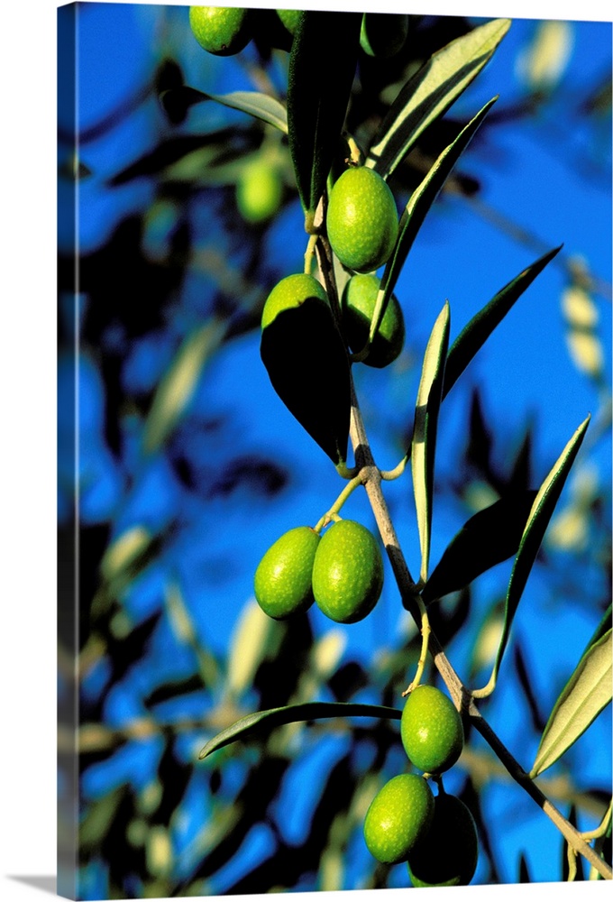 Italie - Toscane - Province de Sienne - Olive - olivier