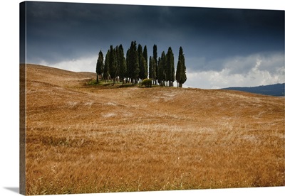 Italy, Tuscany, Orcia Valley, Cypress grove near San Quirico d'Orcia