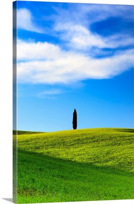Italy, Tuscany, Orcia Valley, Lonely Cypress