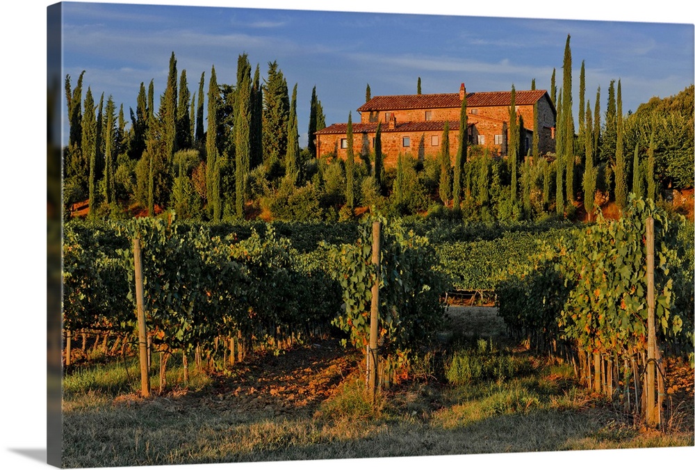 Italy, Tuscany, Mediterranean area, Siena district, Orcia Valley, Montalcino, Banfi farm, vineyard