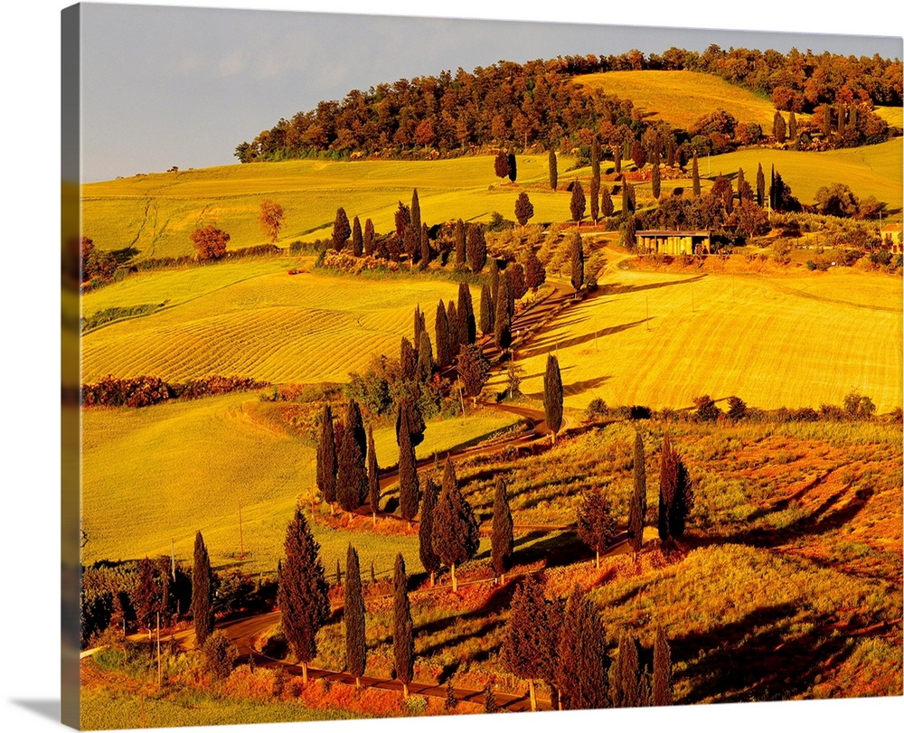 Italy, Italia, Tuscany, Toscana, Orcia Valley,Val d'Orcia, Road with cypress near Monticchiello town