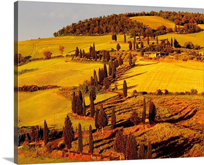 Italy, Tuscany, Orcia Valley, Road with cypress near Monticchiello town